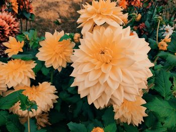 Close-up of yellow dahlia flowers