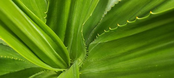 Full frame shot of green leaves