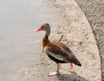 Close-up of goose