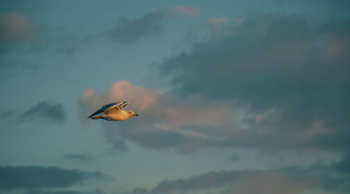 Low angle view of bird flying in sky