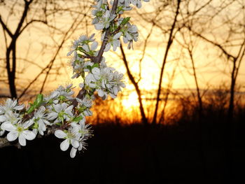 Close-up of blooming tree