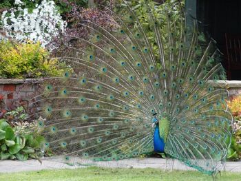 Close-up of peacock