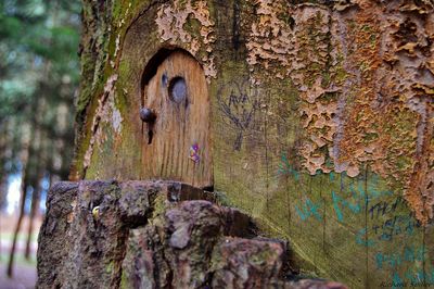 Close-up of tree trunk
