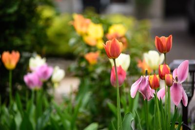 Close-up of pink tulips