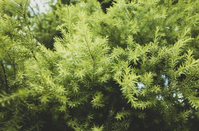 Close-up of pine tree