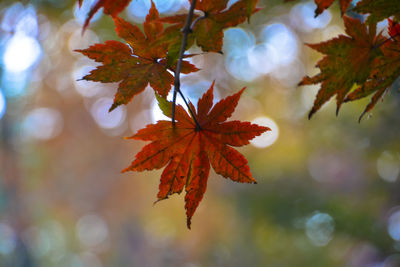 Close-up of maple leaves