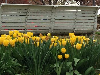 Yellow flowers blooming outdoors