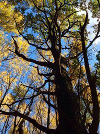 Low angle view of trees against sky