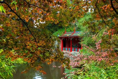 Plants and trees in forest during autumn