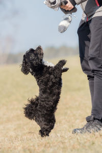 Low section of man with dog standing on land