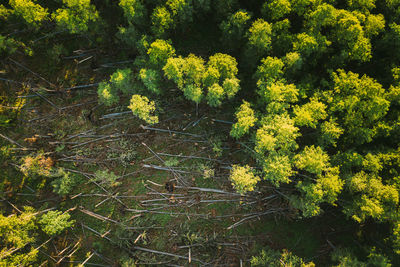 Close-up of yellow flowering plants