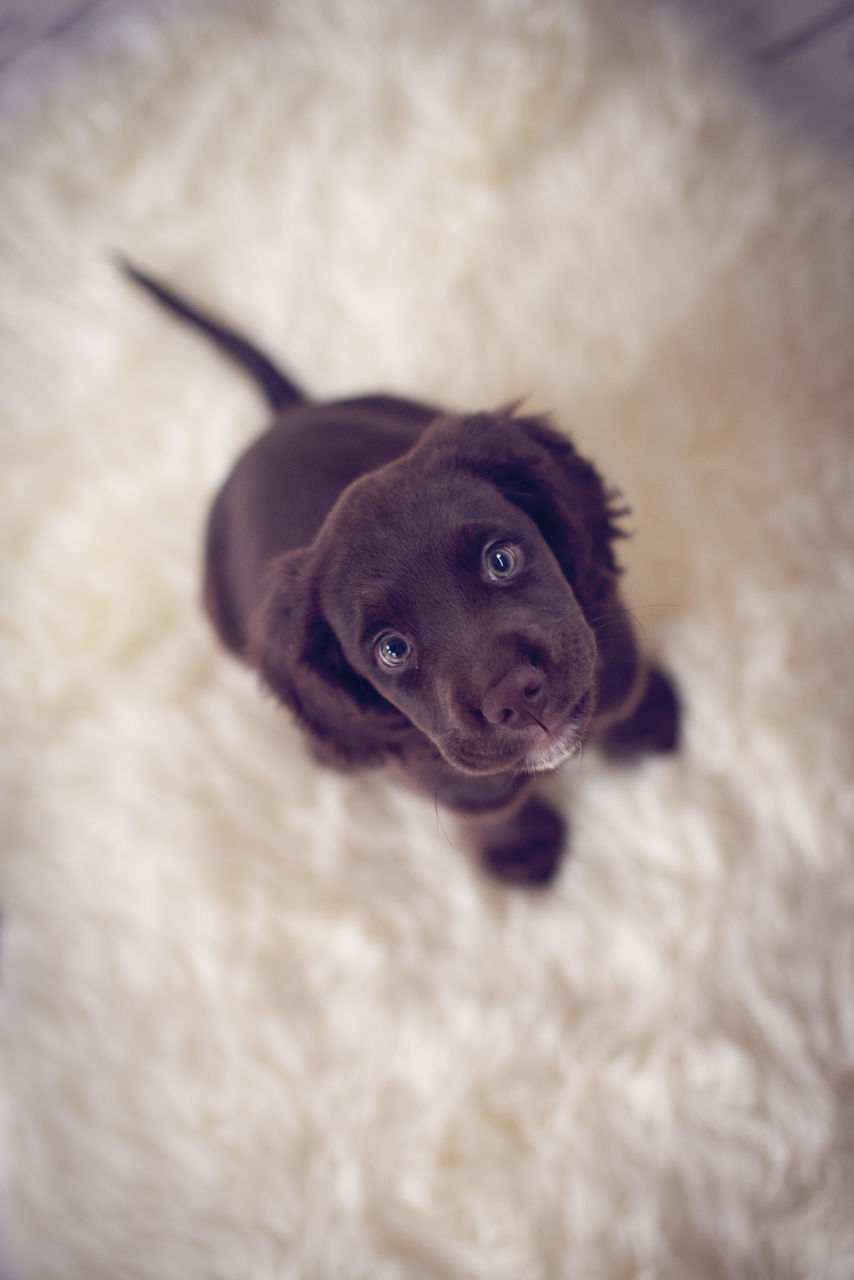 CLOSE-UP PORTRAIT OF PUPPY ON HOME