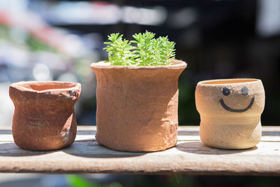 Close-up of potted plant on table