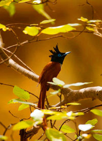 Close-up of bird perching on tree