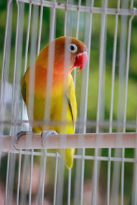 Close-up of parrot in cage