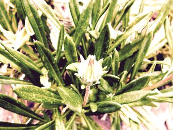 Close-up of flower buds growing in garden