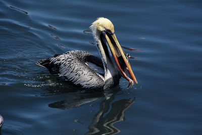 Pelican eating a fish