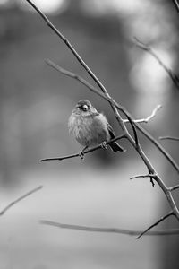 Close-up of bird perching on branch