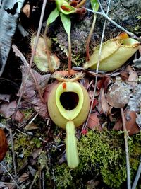 Close-up high angle view of plants