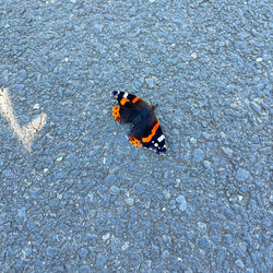 High angle view of a bird