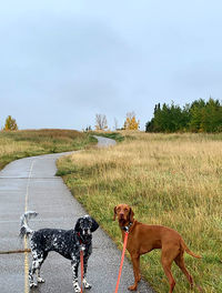 View of dog on road against sky