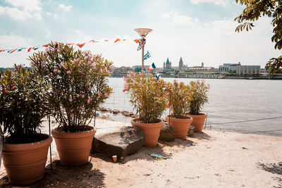 Potted plants by river rhine