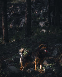 Dog in a forest