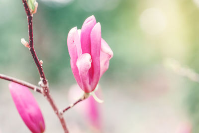 Close-up of pink flower buds