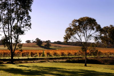 Scenic view of field against clear sky