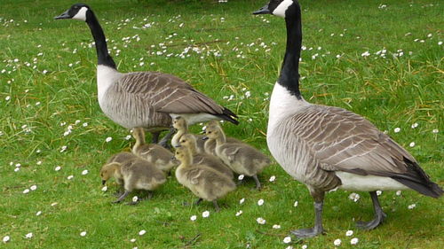 Birds on grassy field