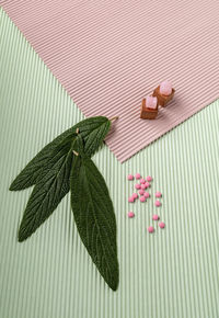 Close-up of pink leaves on plant against wall