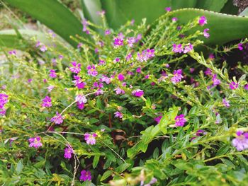 Close-up of purple flowers