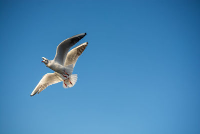 Low angle view of seagull flying