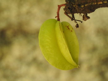 Close-up of fruit growing on tree