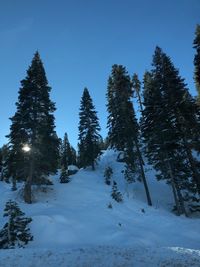 Trees on snow covered field against sky