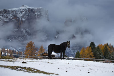 Horse on snow covered field against sky