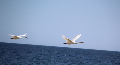 Seagull flying over sea against clear sky