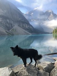 View of a dog on lake