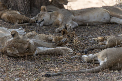 Lion family on field in forest