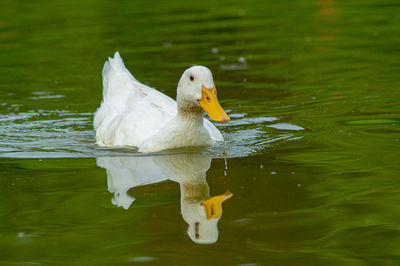 View of duck swimming in lake