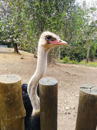 Side view of bird on wooden post in zoo