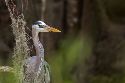 Close-up of gray heron