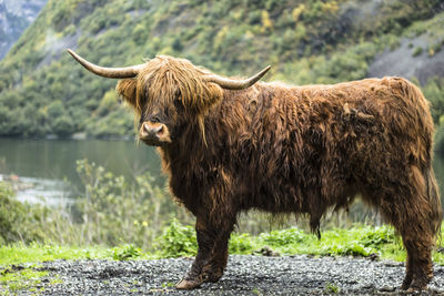 Cow standing on grass