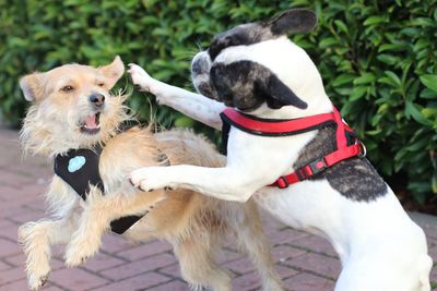 Close-up of two dogs playing