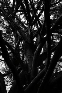 Low angle view of tree against sky