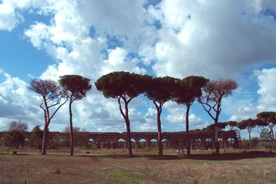 Trees on field against sky