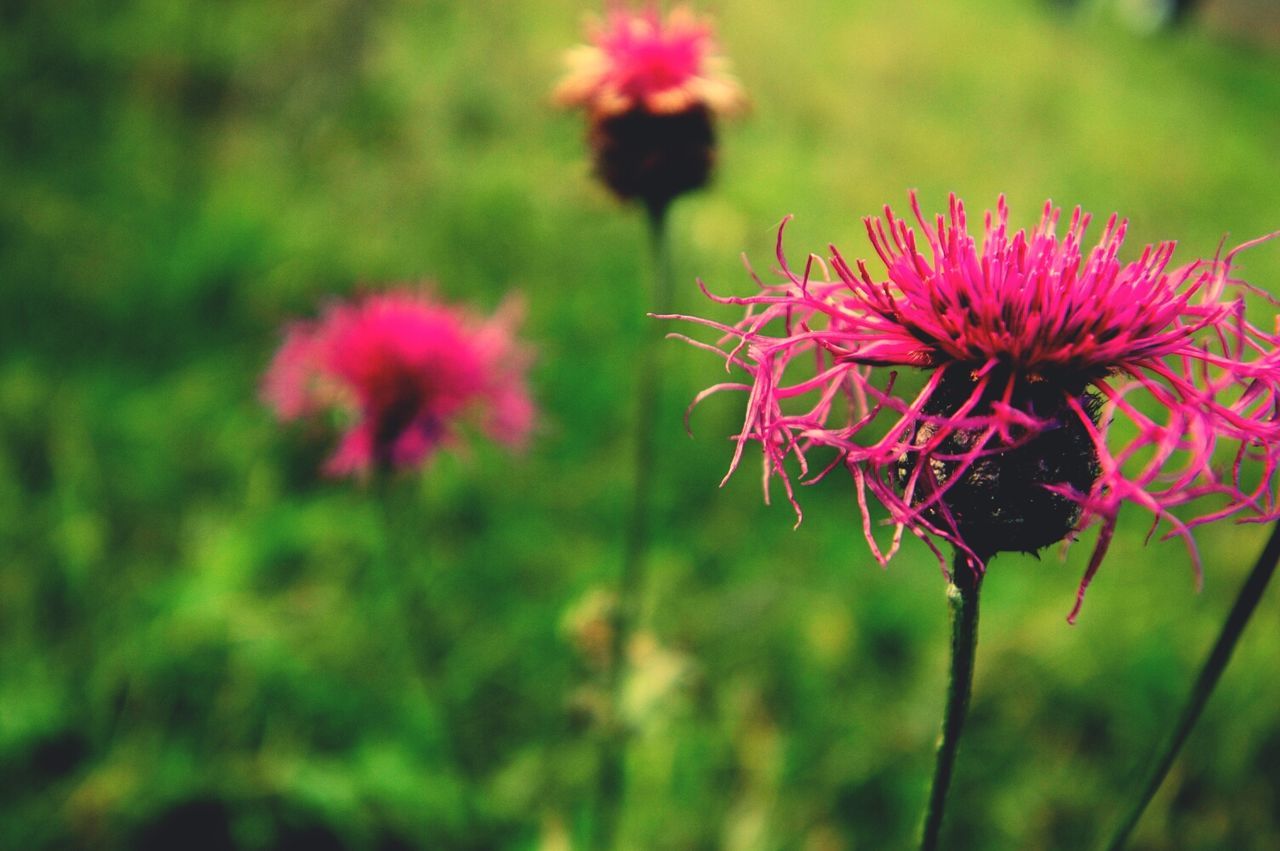 flower, freshness, pink color, growth, fragility, focus on foreground, beauty in nature, close-up, plant, nature, petal, stem, flower head, blooming, selective focus, pink, outdoors, day, in bloom, no people