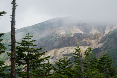 View of pine trees in forest