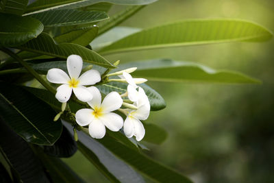 Close-up of white flowering plant