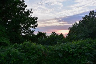 Low angle view of trees against sky during sunset